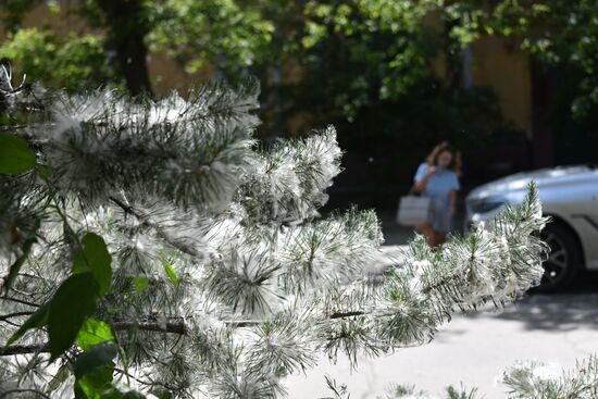 Тополиный пух в Омске