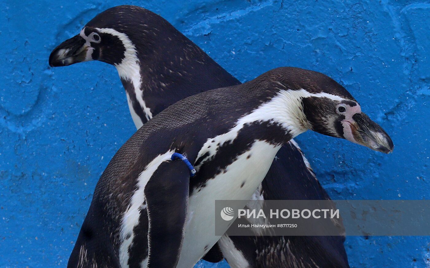 Парк флоры и фауны "Роев ручей" в Красноярске