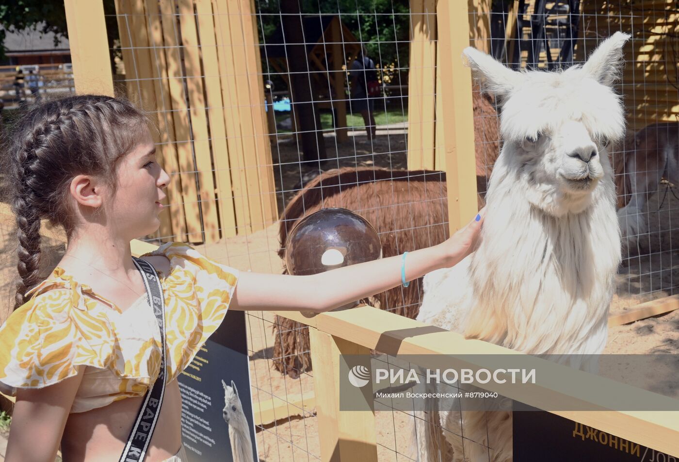 Открытие "Альпака Парк" в Московском зоопарке 