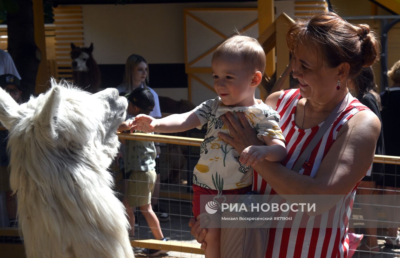 Открытие "Альпака Парк" в Московском зоопарке 