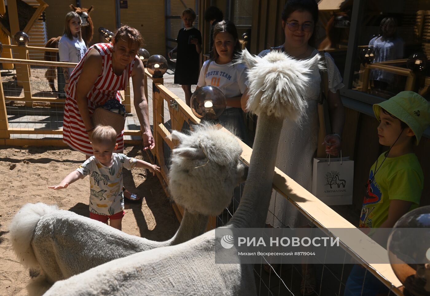 Открытие "Альпака Парк" в Московском зоопарке 