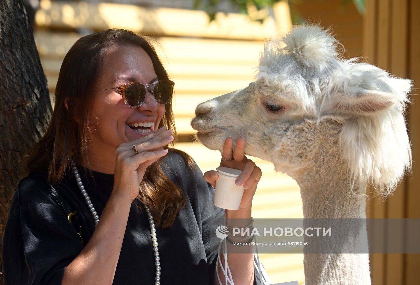 Открытие "Альпака Парк" в Московском зоопарке 