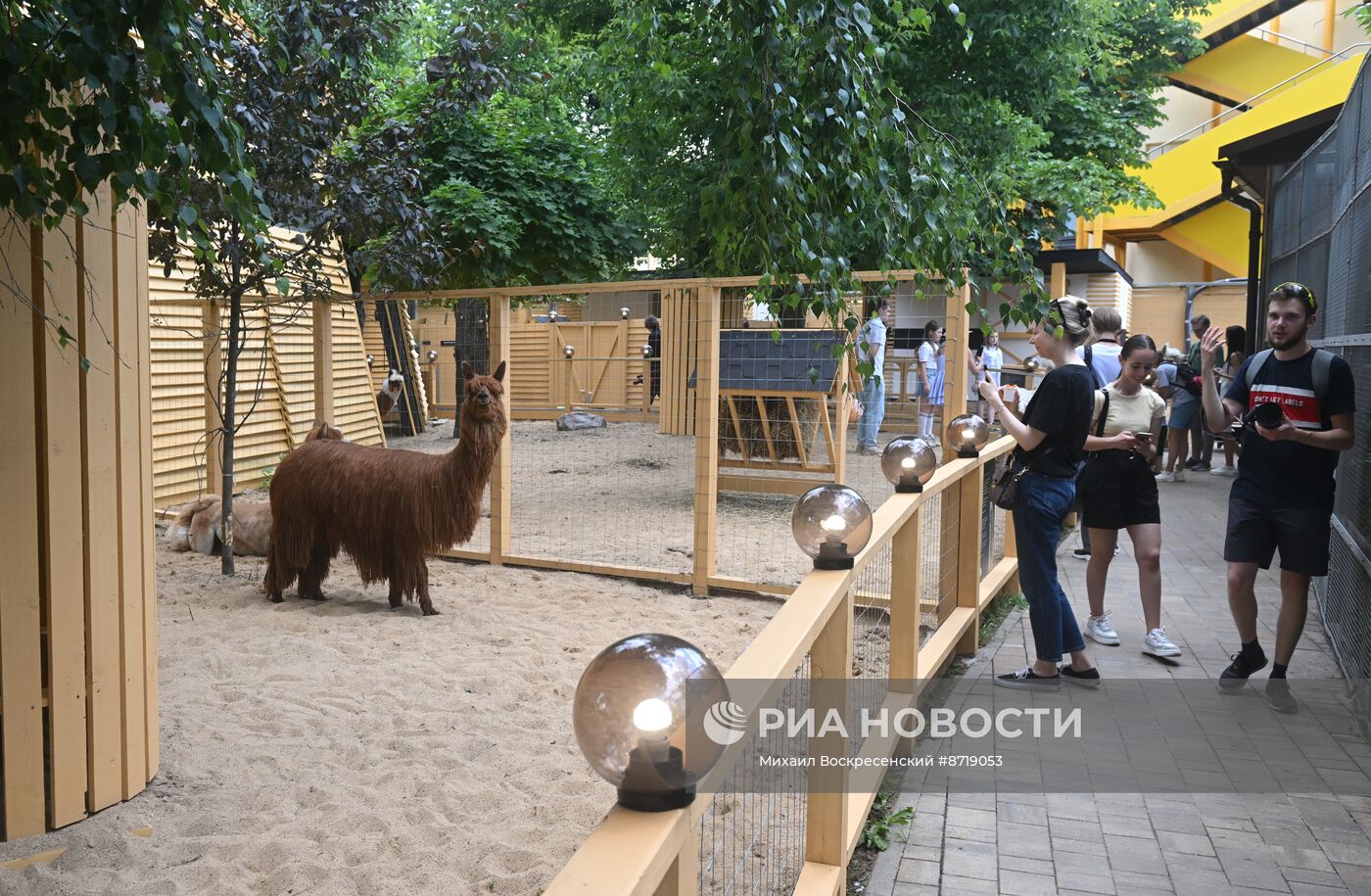 Открытие "Альпака Парк" в Московском зоопарке 