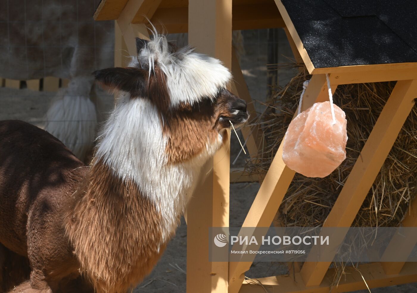 Открытие "Альпака Парк" в Московском зоопарке 