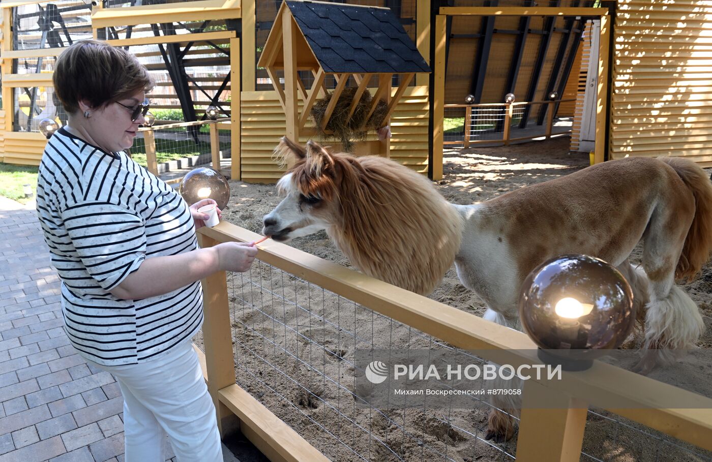 Открытие "Альпака Парк" в Московском зоопарке 