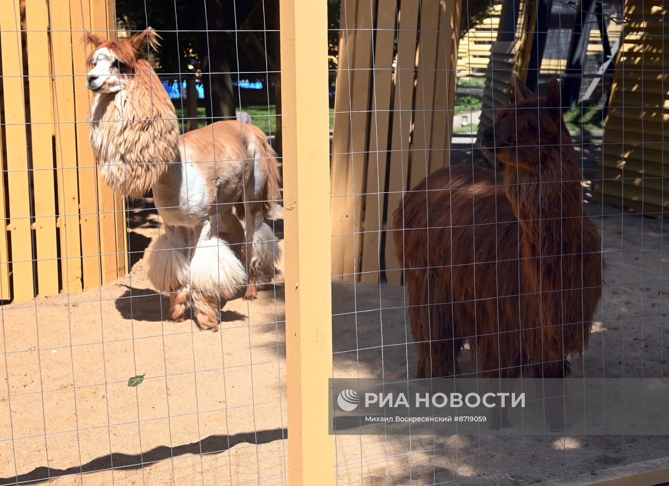 Открытие "Альпака Парк" в Московском зоопарке 