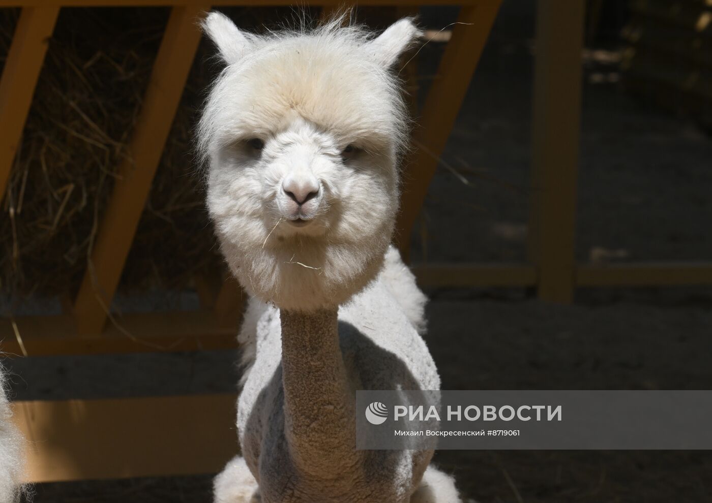 Открытие "Альпака Парк" в Московском зоопарке 