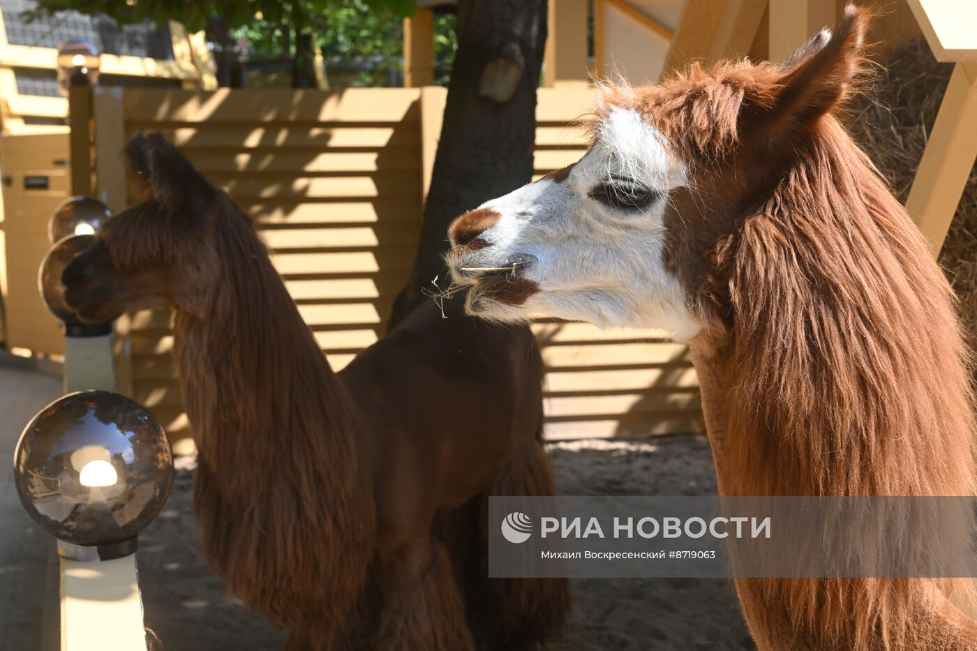 Открытие "Альпака Парк" в Московском зоопарке 