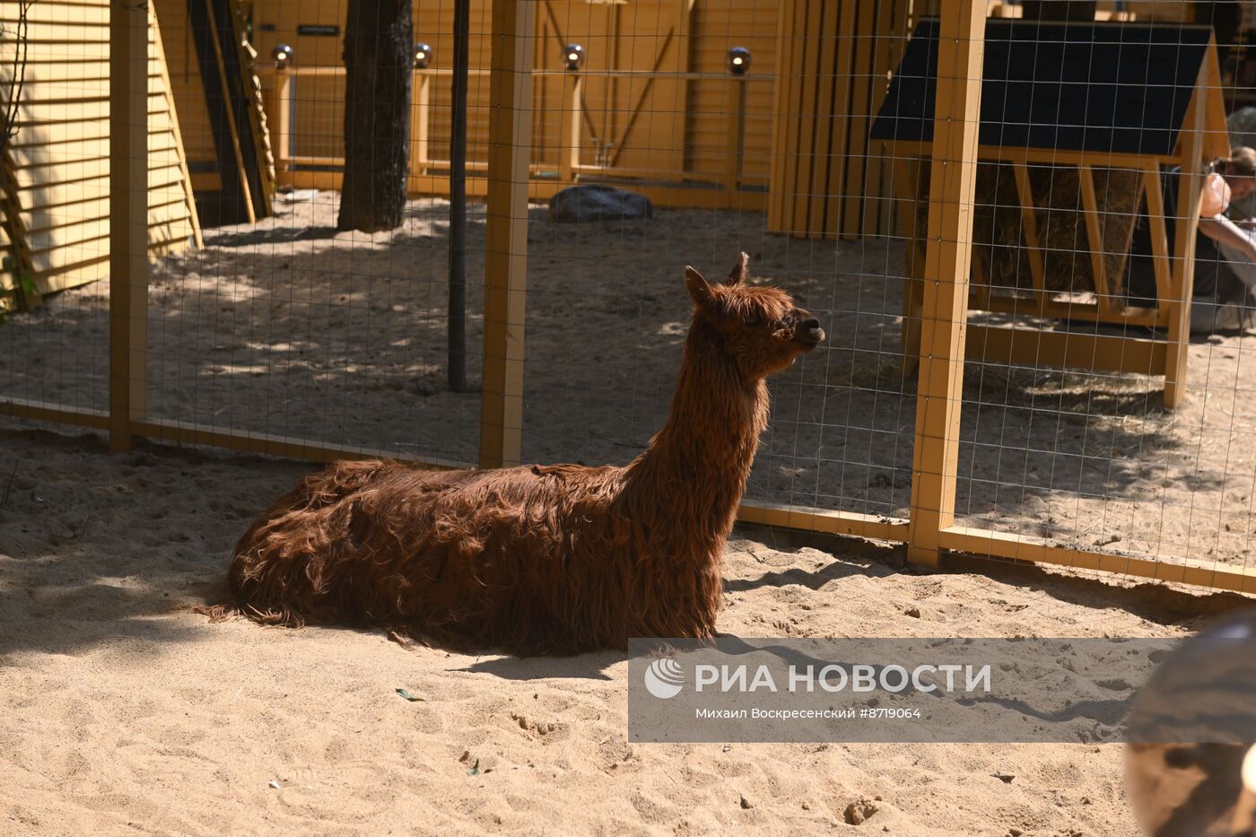 Открытие "Альпака Парк" в Московском зоопарке 