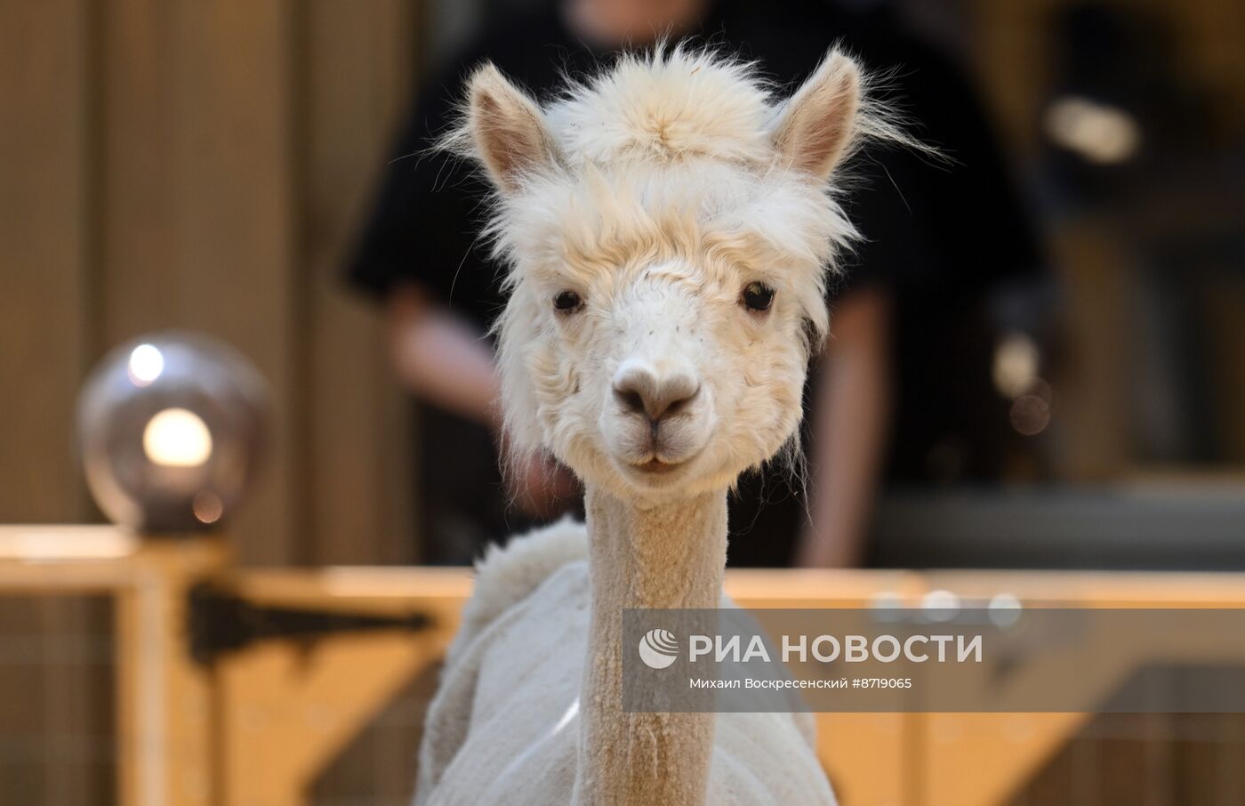 Открытие "Альпака Парк" в Московском зоопарке 