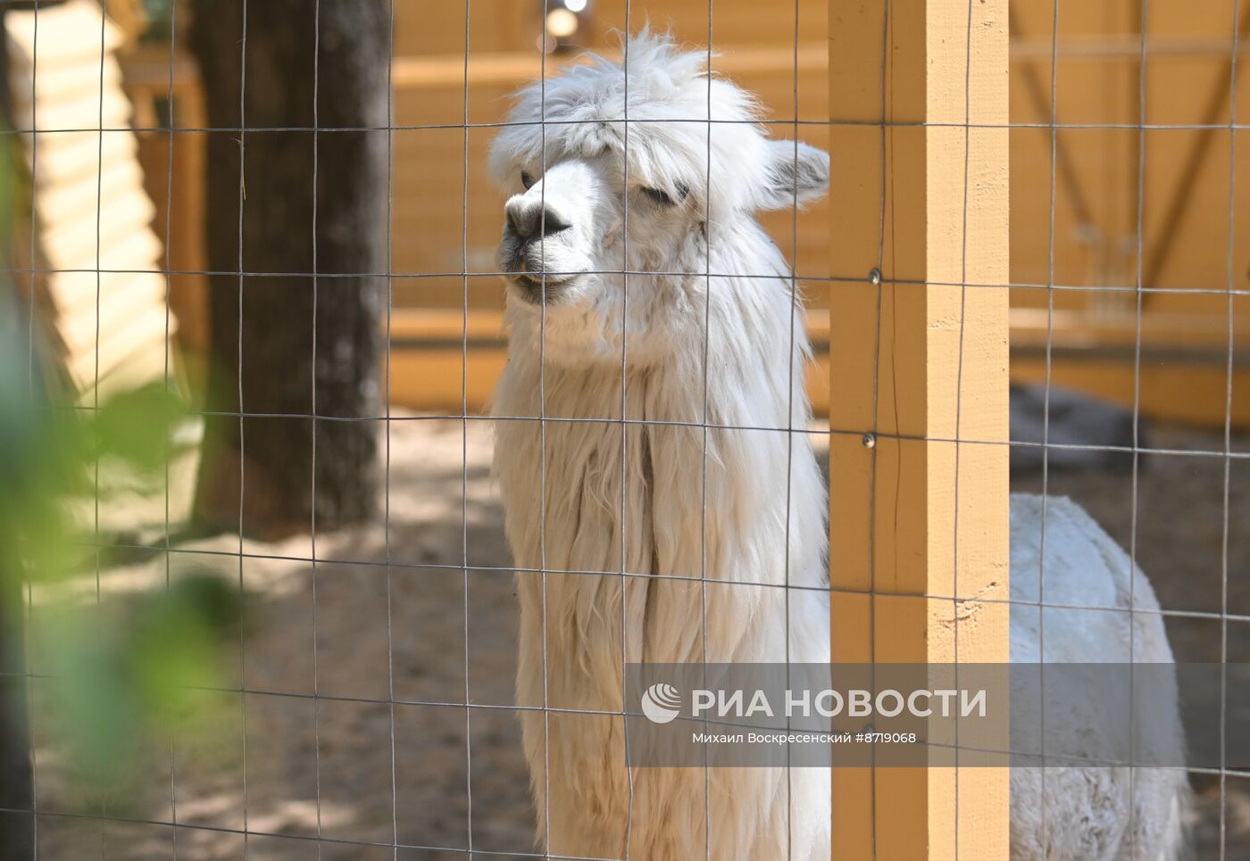 Открытие "Альпака Парк" в Московском зоопарке 