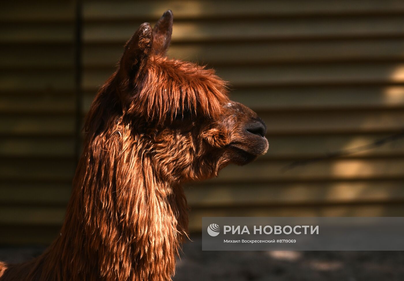 Открытие "Альпака Парк" в Московском зоопарке 