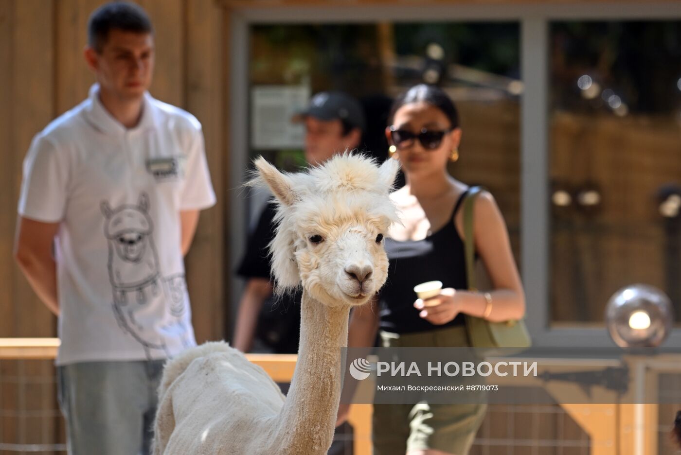 Открытие "Альпака Парк" в Московском зоопарке 