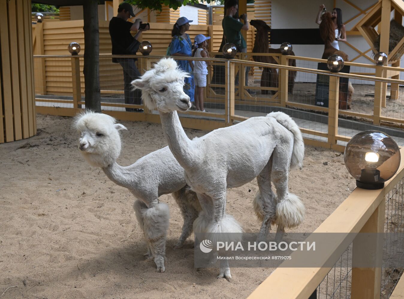 Открытие "Альпака Парк" в Московском зоопарке 