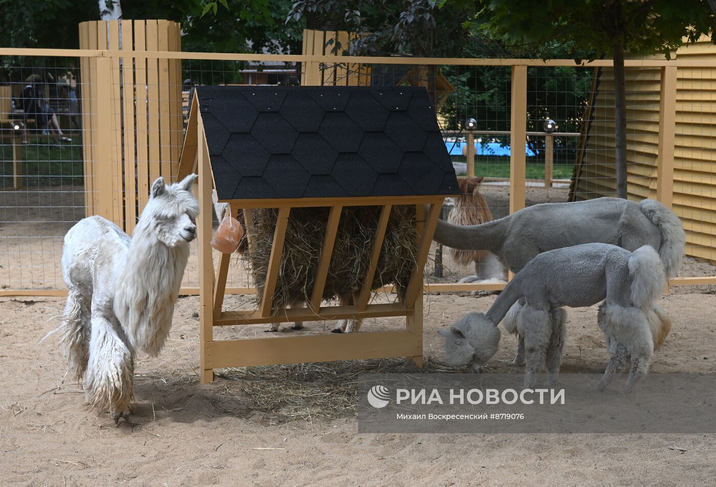 Открытие "Альпака Парк" в Московском зоопарке 