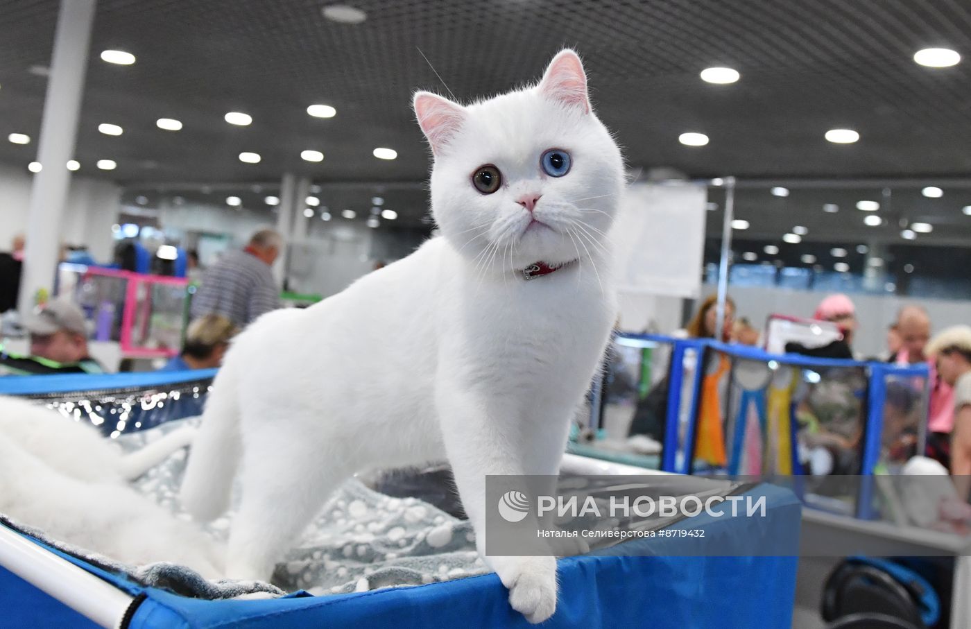 Выставка "КоШарики Шоу" в Москве
