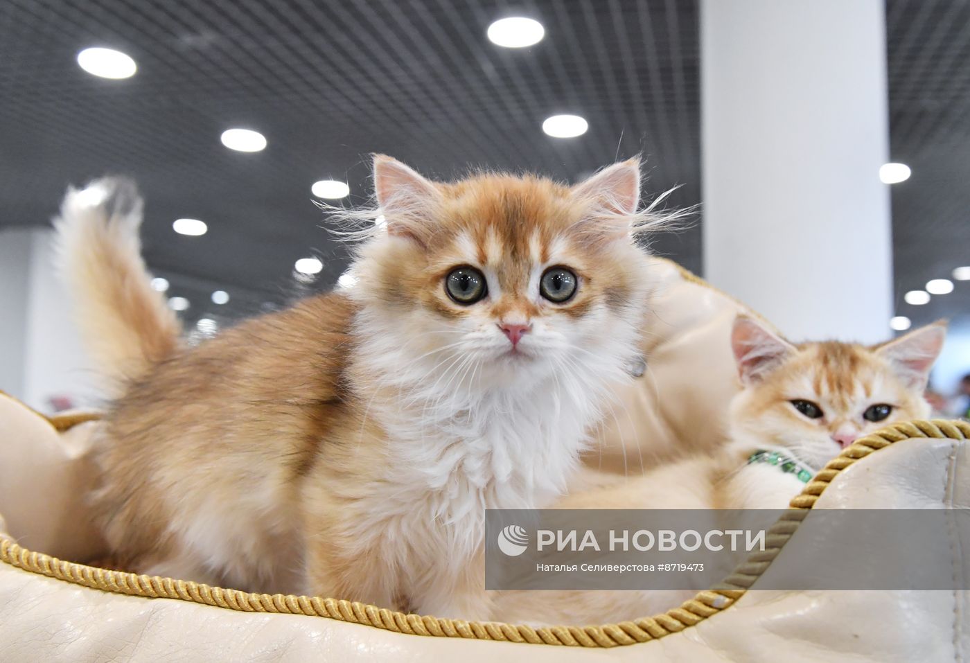 Выставка "КоШарики Шоу" в Москве