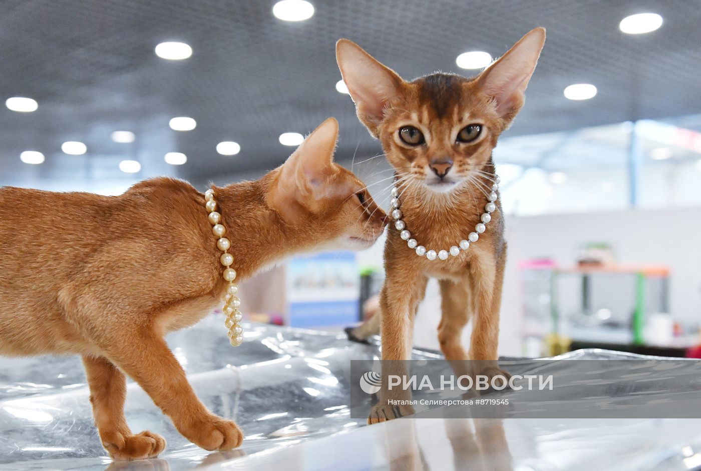 Выставка "КоШарики Шоу" в Москве