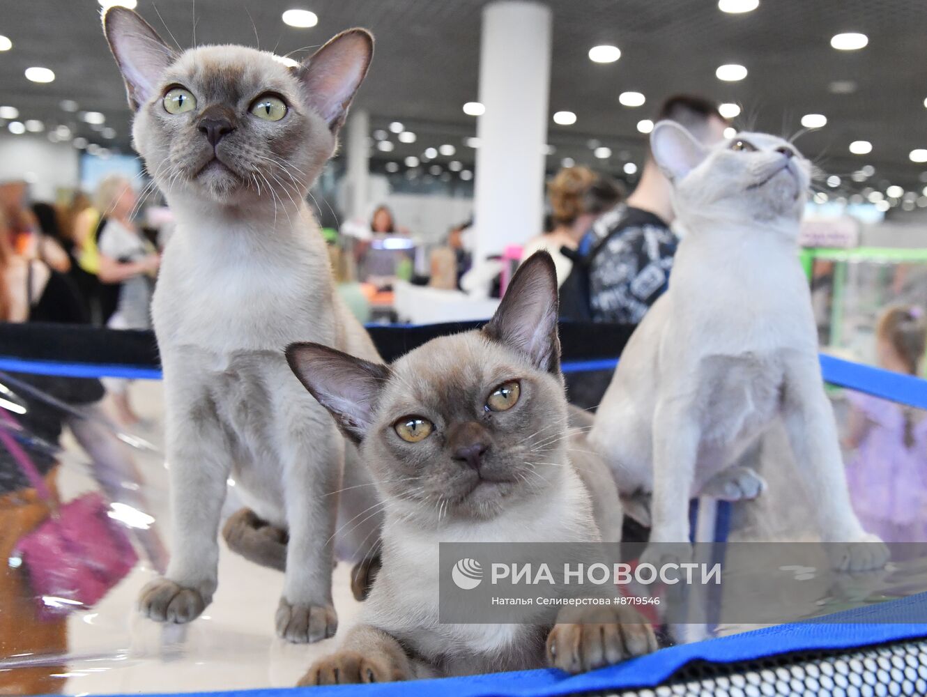 Выставка "КоШарики Шоу" в Москве