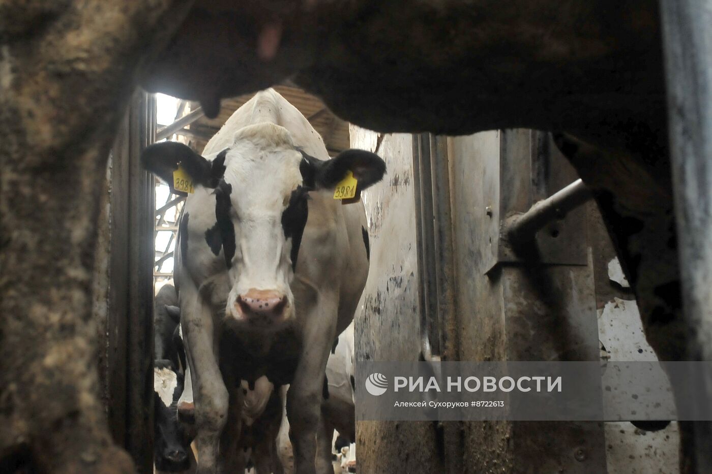 Производство зерновых и масличных культур в Тамбовской области