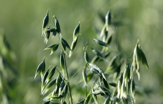 Овсяные и рапсовые поля в Красноярском крае