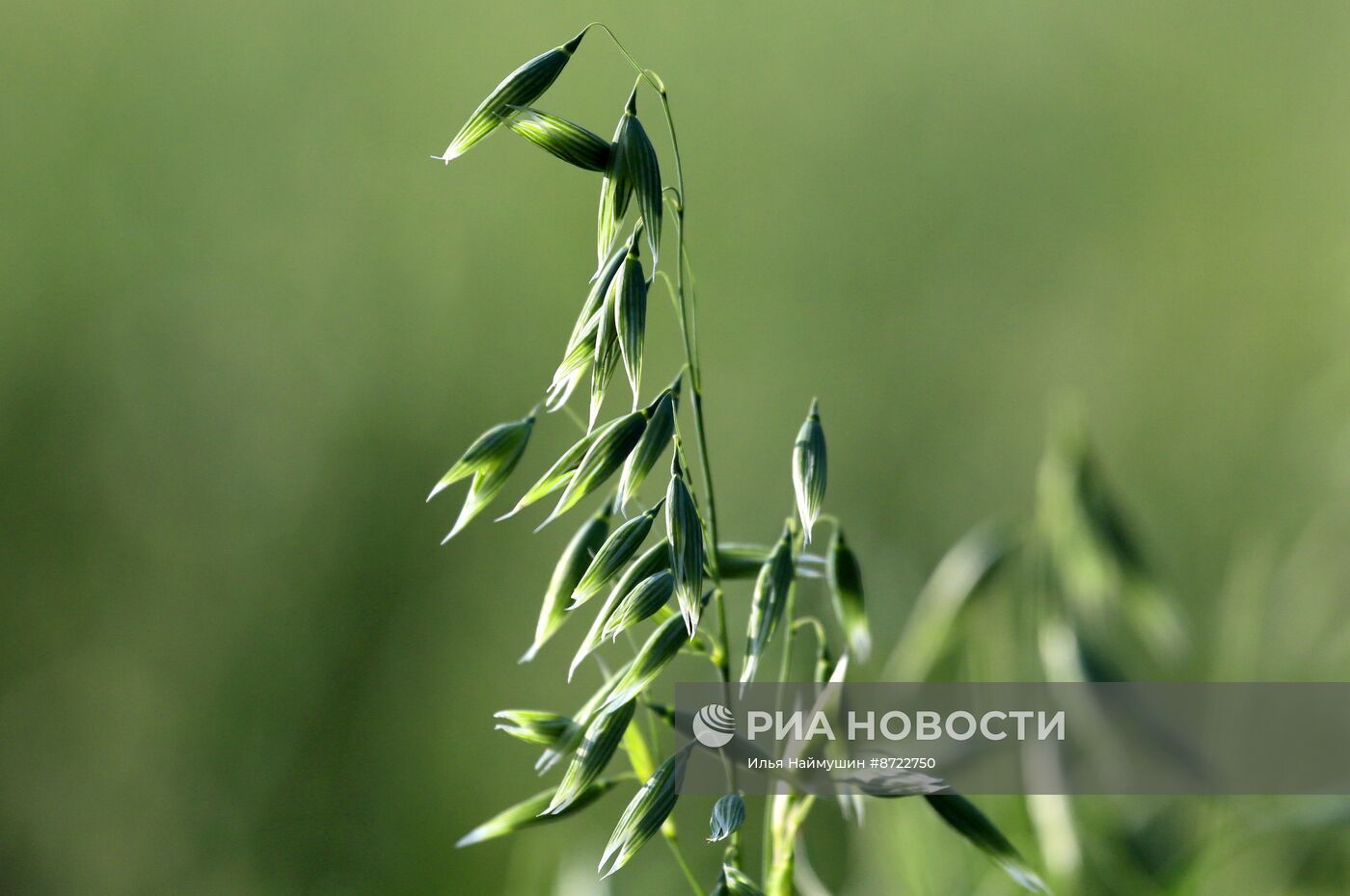 Овсяные и рапсовые поля в Красноярском крае
