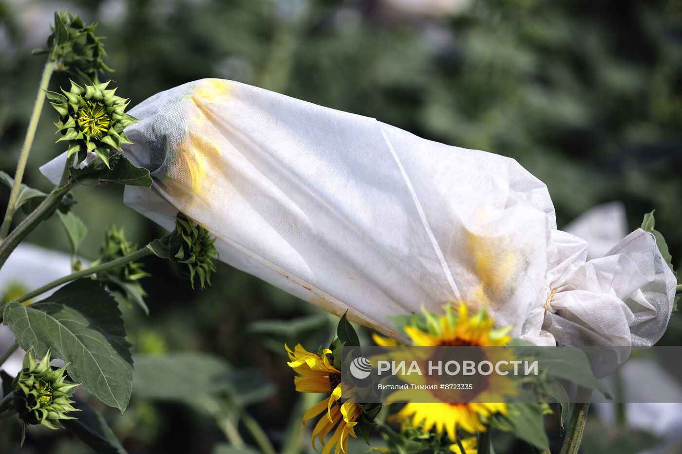 Поля с подсолнухами в Краснодарском крае