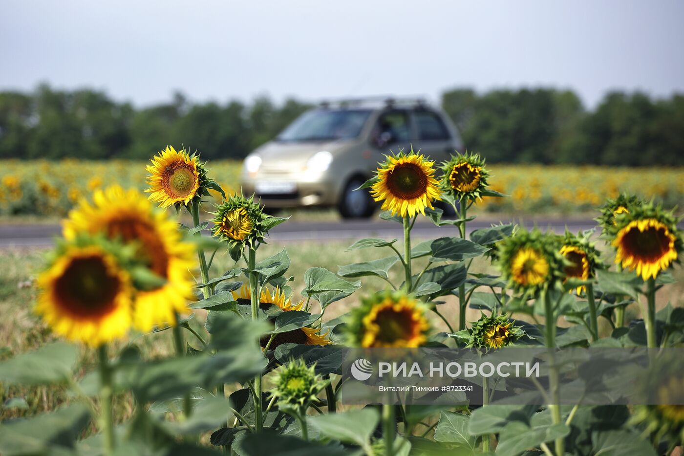 Поля с подсолнухами в Краснодарском крае
