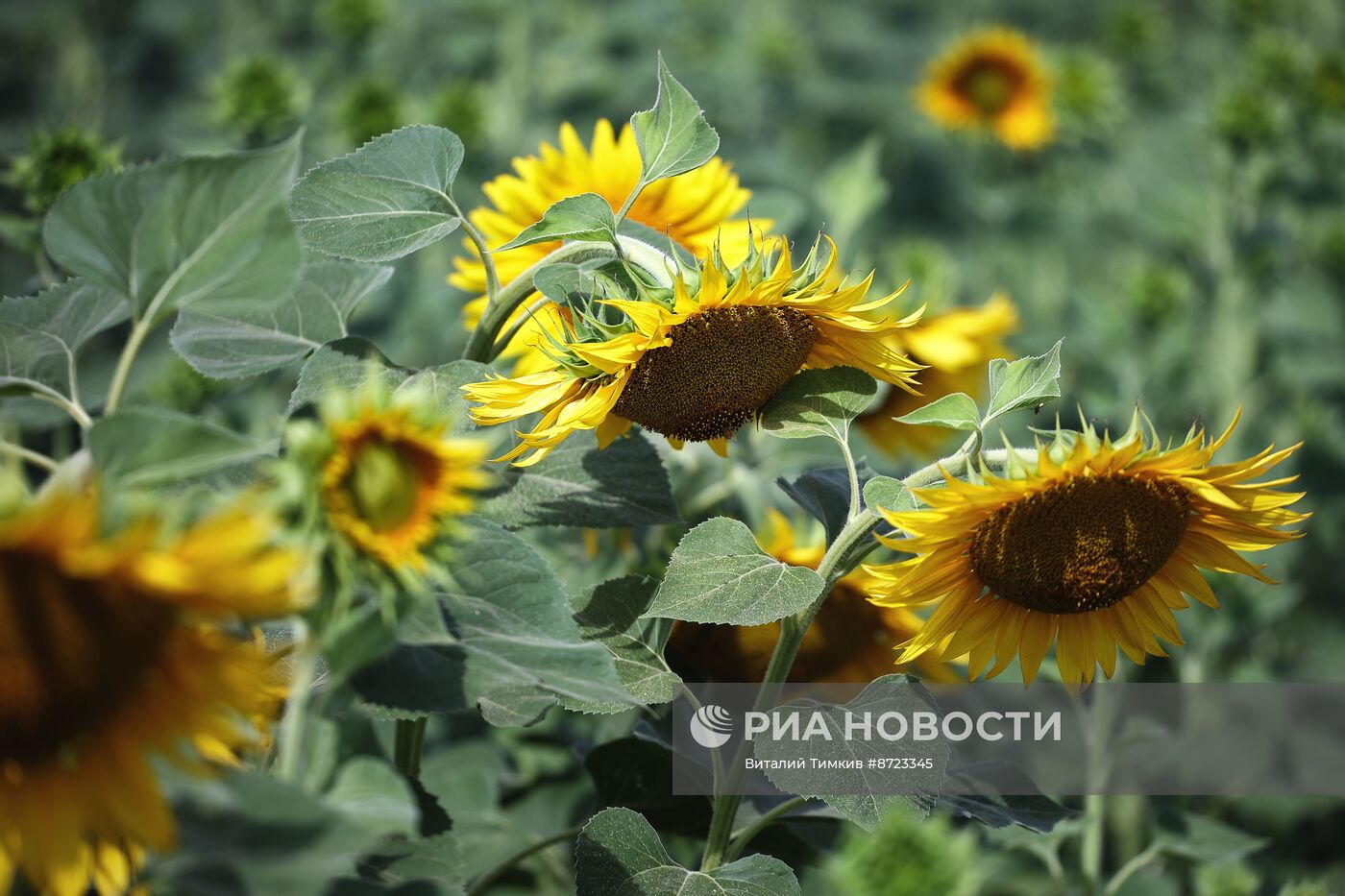 Поля с подсолнухами в Краснодарском крае