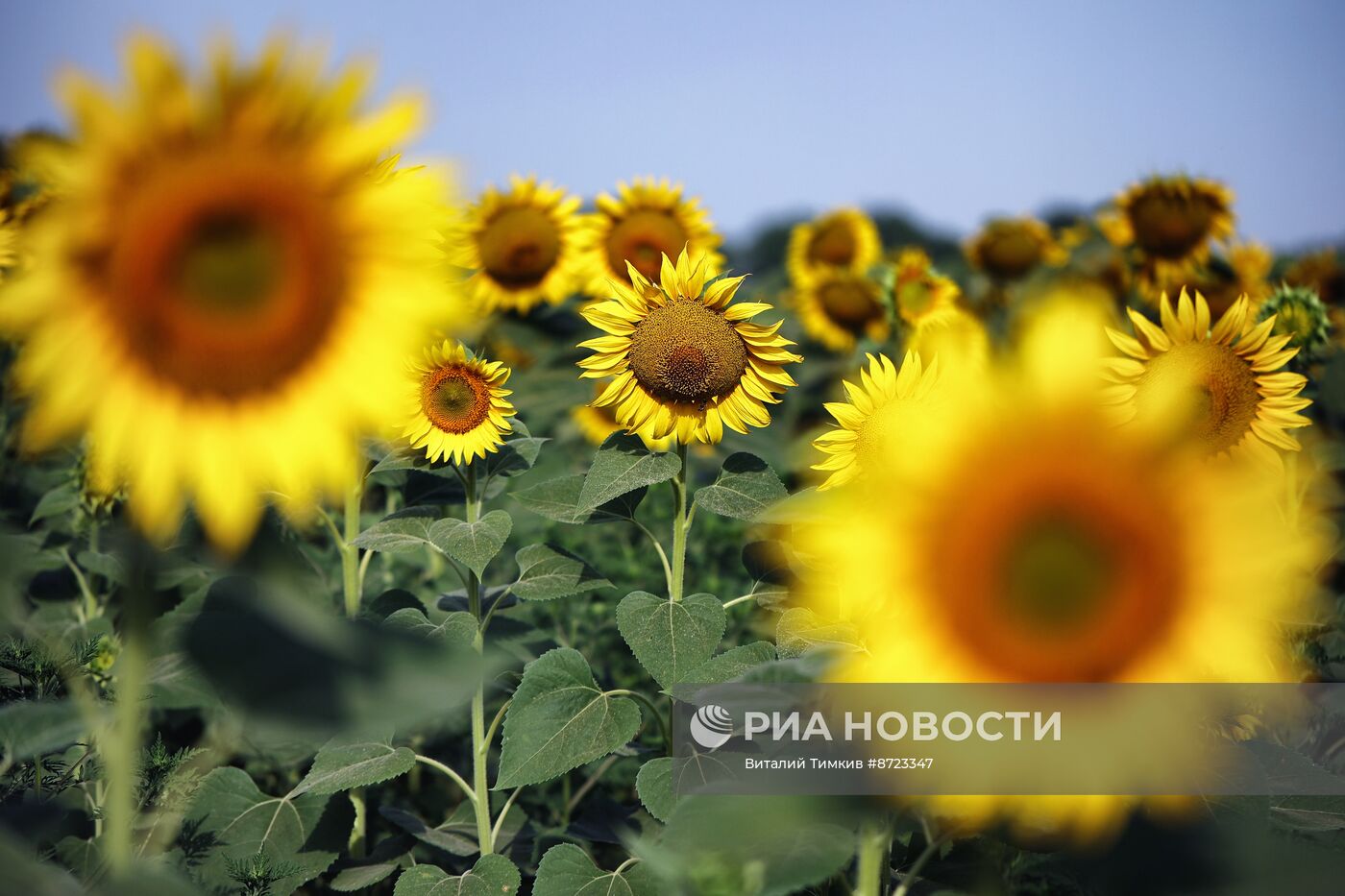 Поля с подсолнухами в Краснодарском крае
