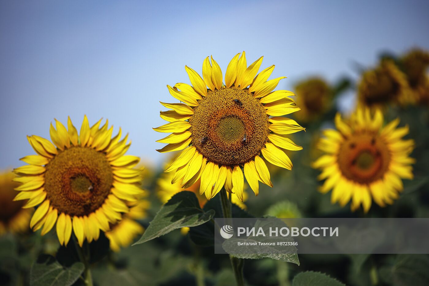 Поля с подсолнухами в Краснодарском крае