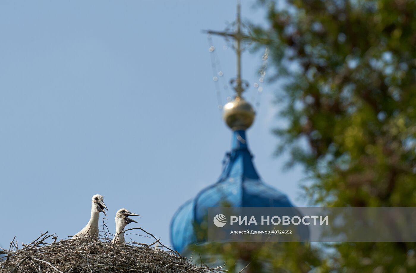 Семейство аистов в селе Рождествено Ленинградской области