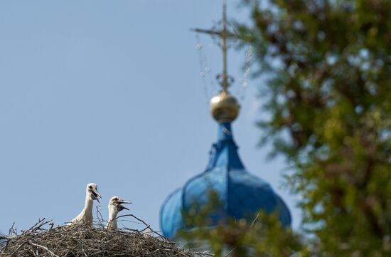 Семейство аистов в селе Рождествено Ленинградской области