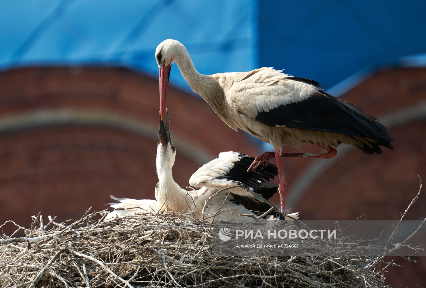 Семейство аистов в селе Рождествено Ленинградской области