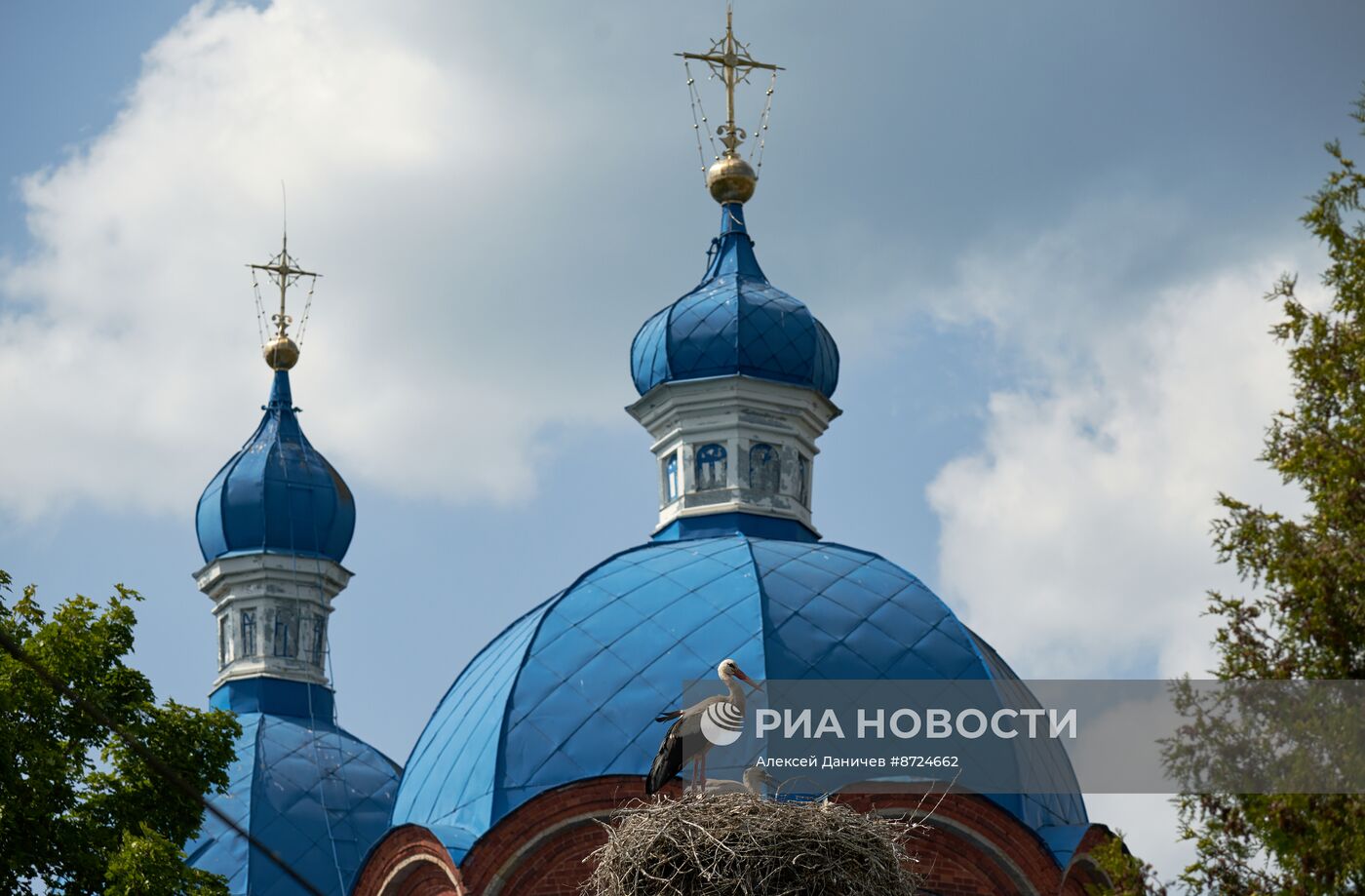 Семейство аистов в селе Рождествено Ленинградской области