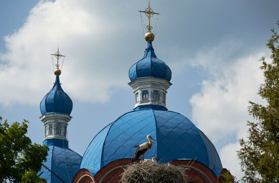 Семейство аистов в селе Рождествено Ленинградской области