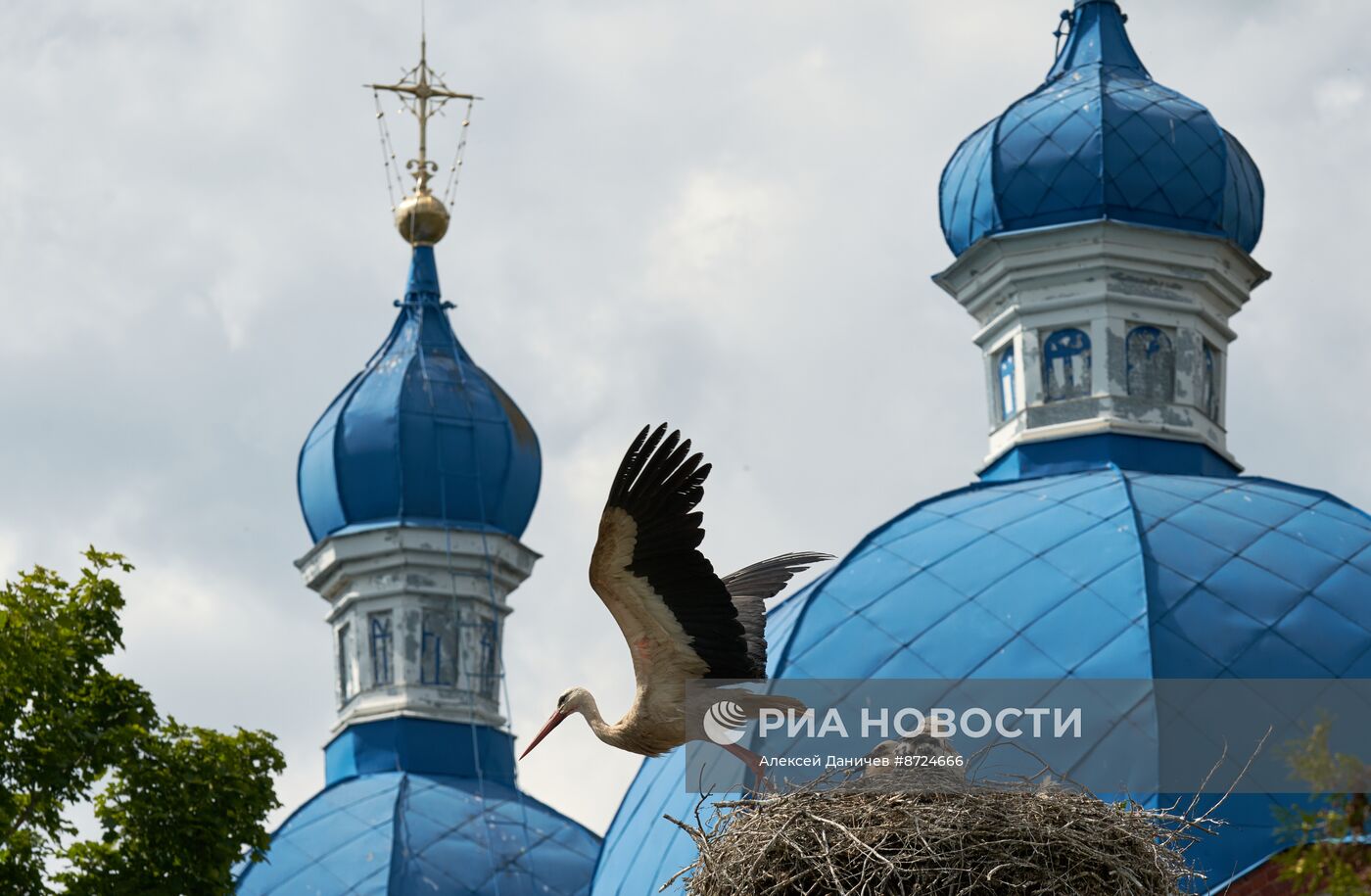 Семейство аистов в селе Рождествено Ленинградской области