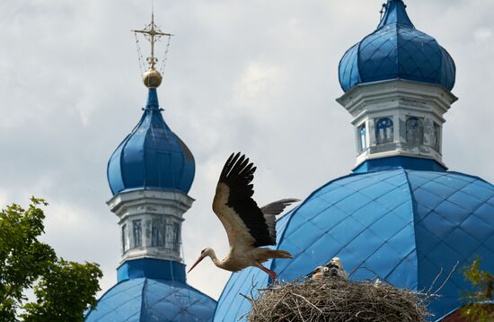 Семейство аистов в селе Рождествено Ленинградской области