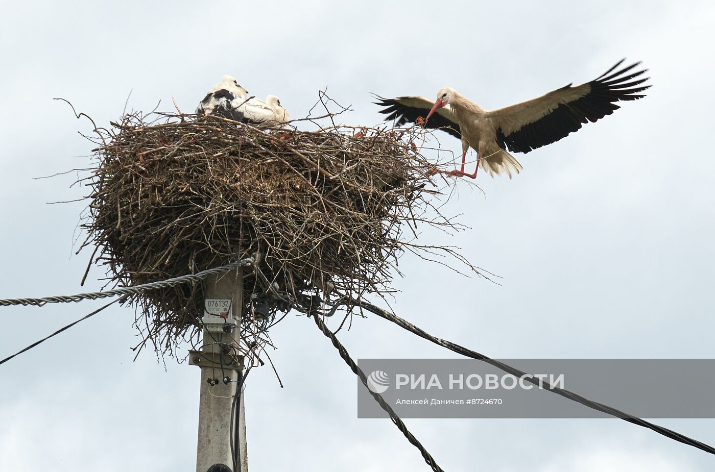 Семейство аистов в селе Рождествено Ленинградской области