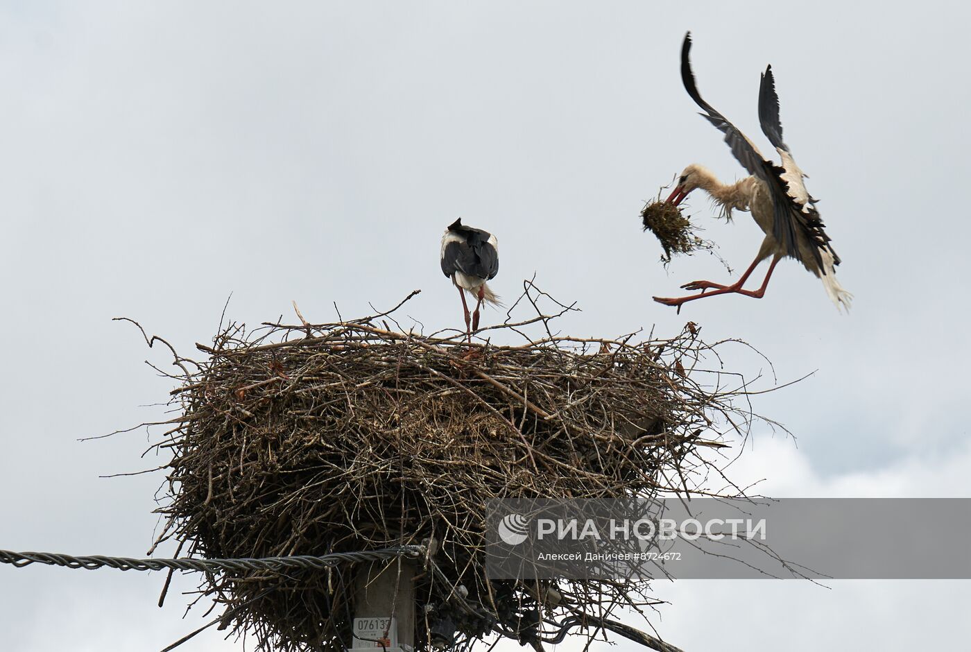 Семейство аистов в селе Рождествено Ленинградской области