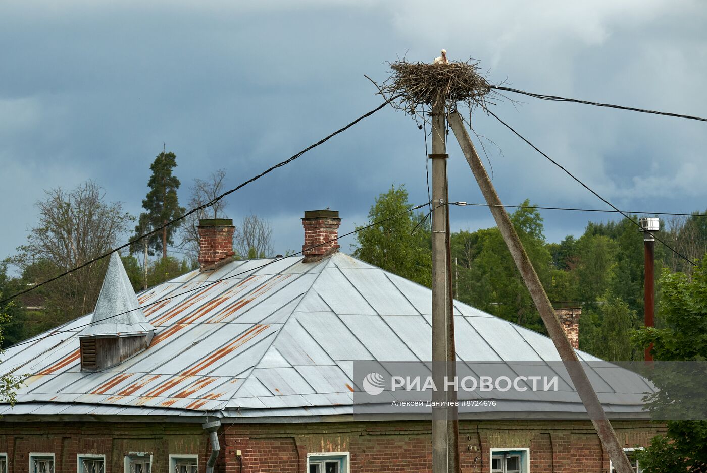 Семейство аистов в селе Рождествено Ленинградской области