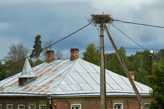 Семейство аистов в селе Рождествено Ленинградской области