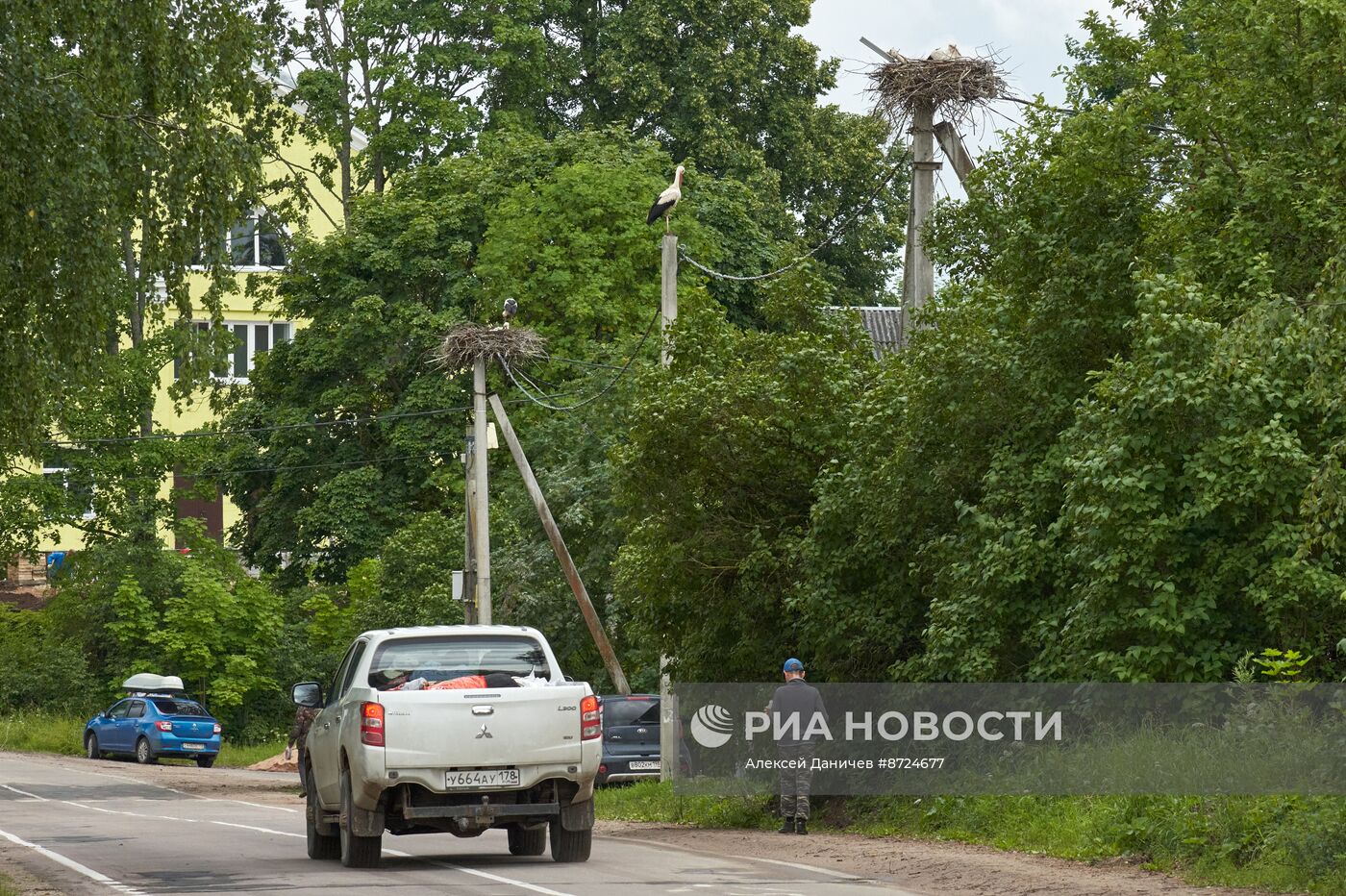 Семейство аистов в селе Рождествено Ленинградской области