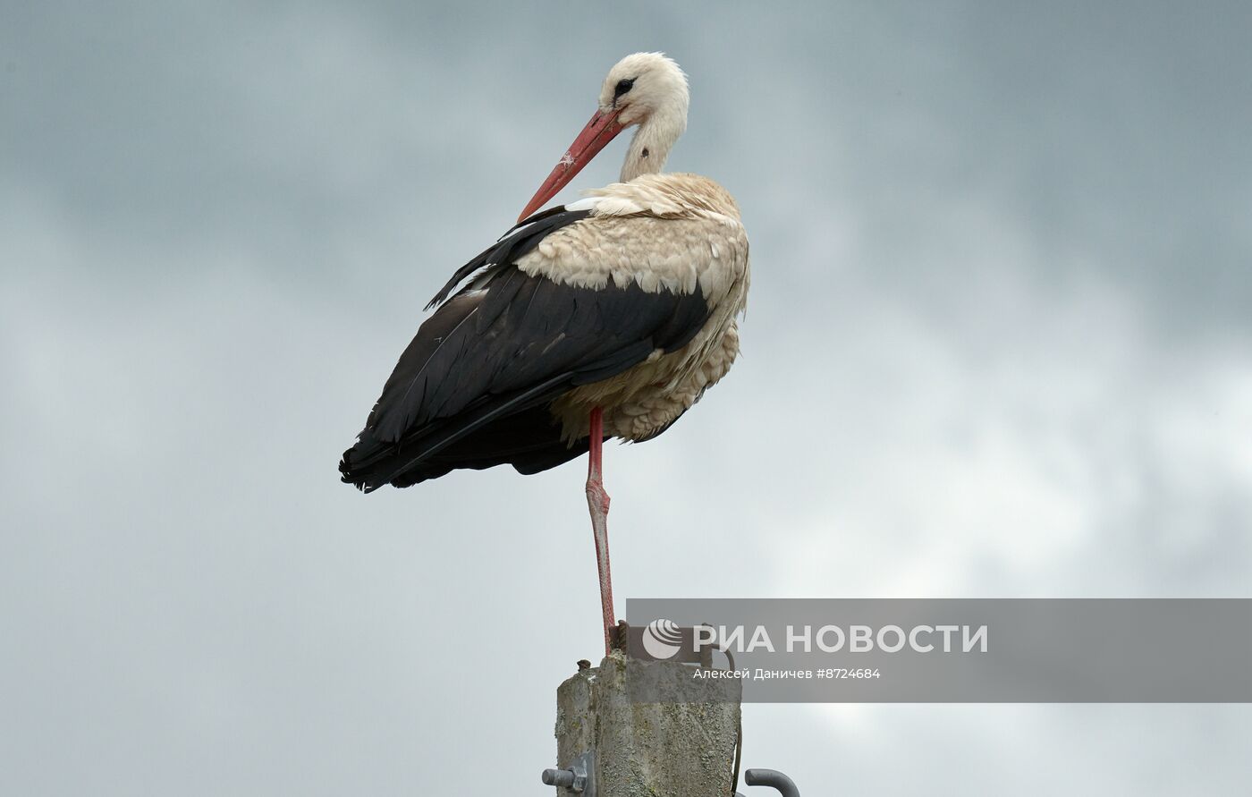 Семейство аистов в селе Рождествено Ленинградской области