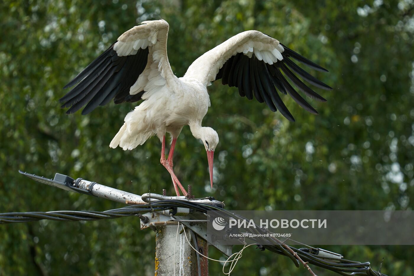 Семейство аистов в селе Рождествено Ленинградской области