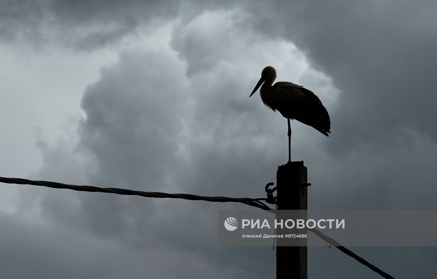 Семейство аистов в селе Рождествено Ленинградской области