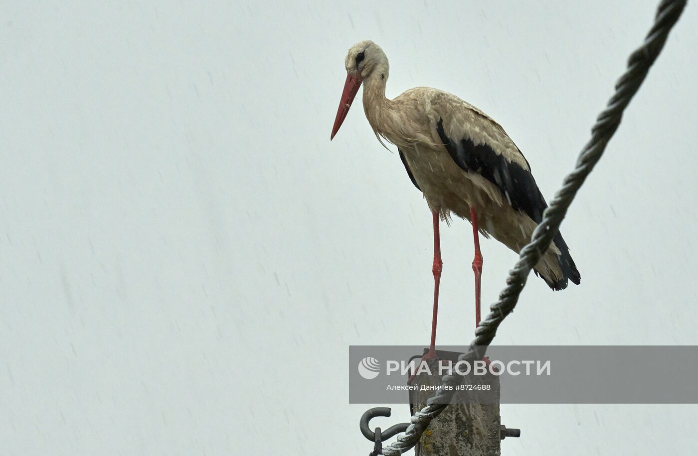 Семейство аистов в селе Рождествено Ленинградской области