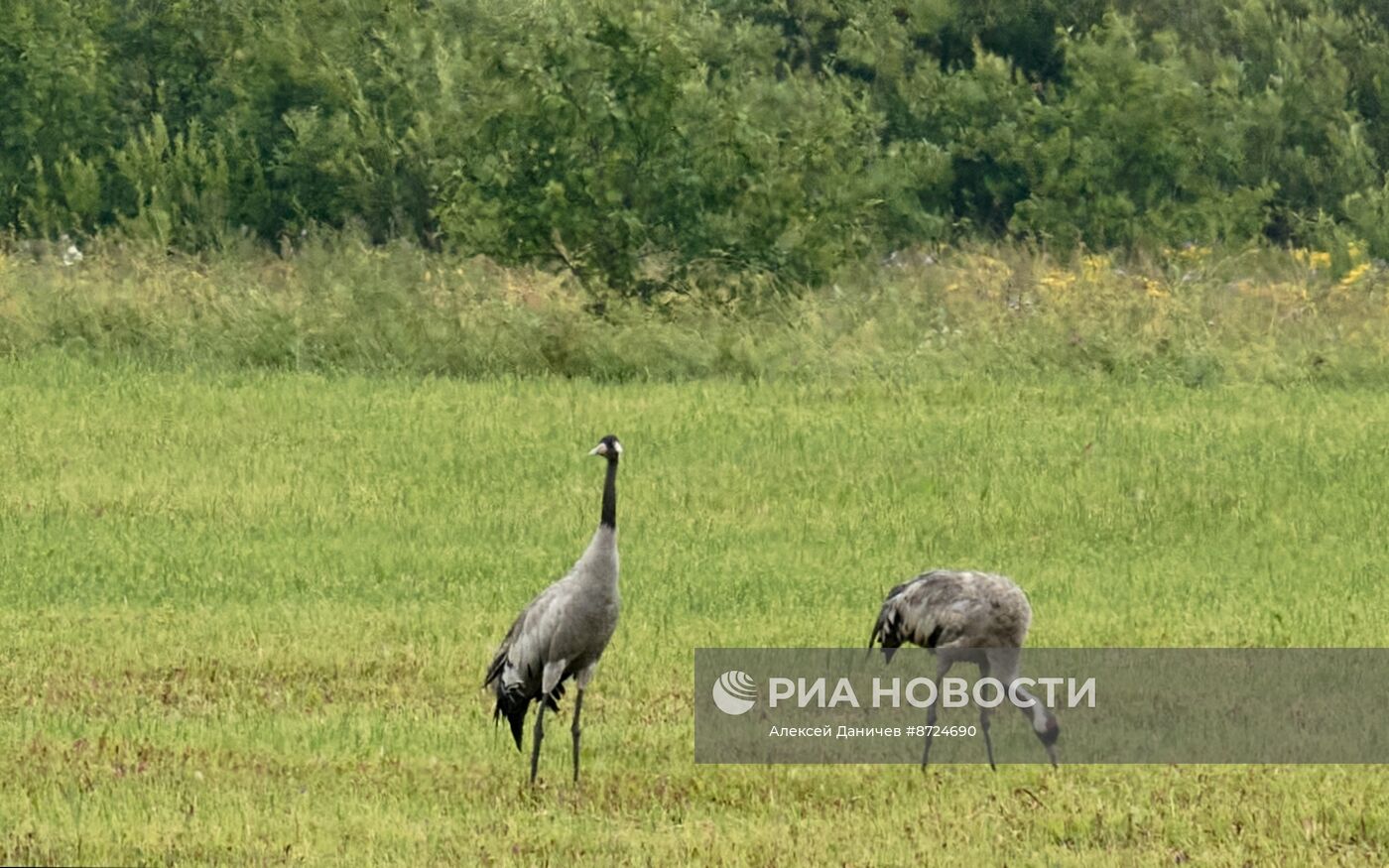 Семейство аистов в селе Рождествено Ленинградской области