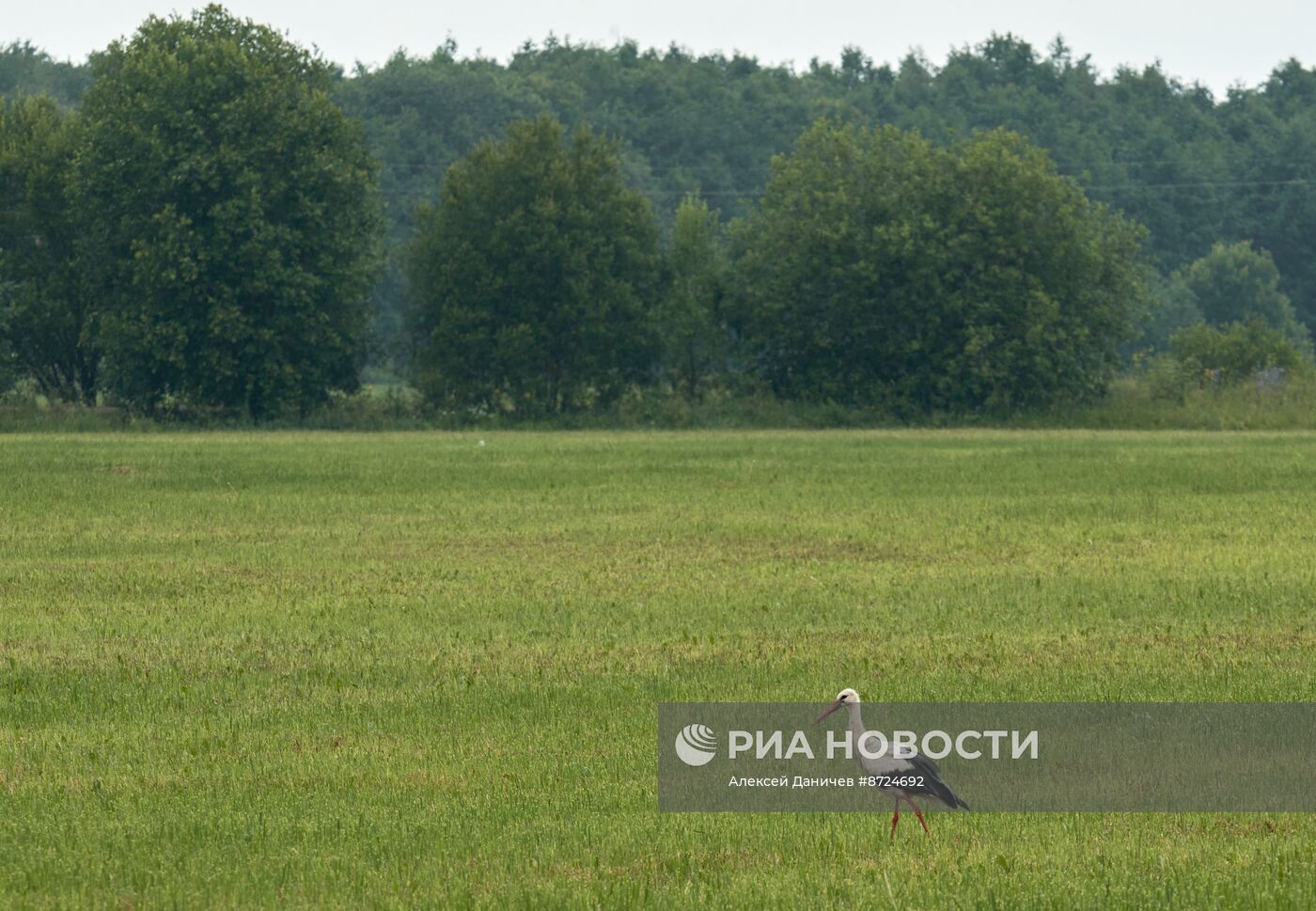 Семейство аистов в селе Рождествено Ленинградской области