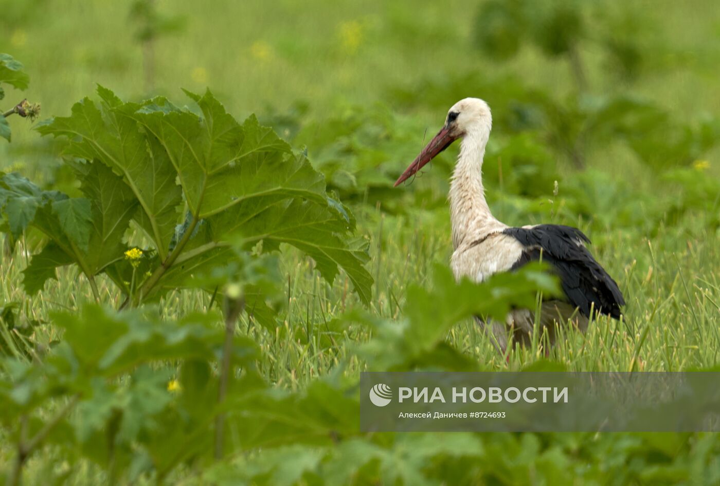 Семейство аистов в селе Рождествено Ленинградской области